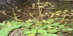 Heracleum rigens